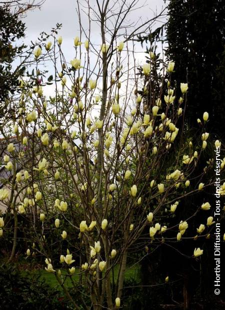 © Hortival Diffusion - Tous droits réservés