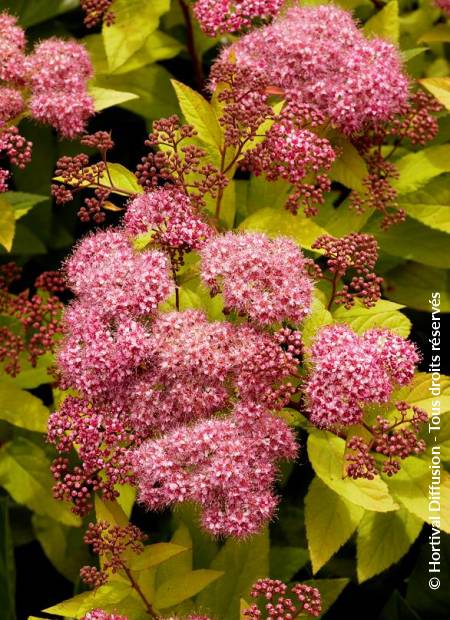 © Hortival Diffusion - Tous droits réservés