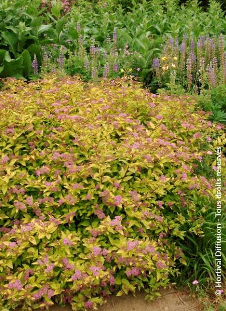 © Hortival Diffusion - Tous droits réservés