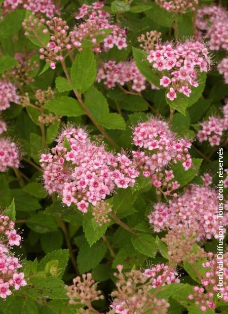 © Hortival Diffusion - Tous droits réservés