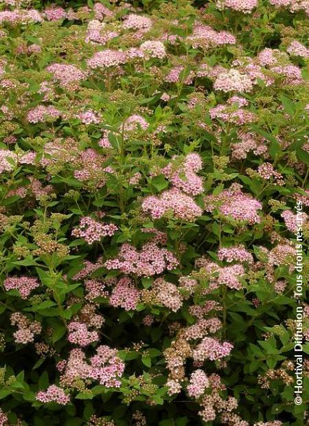 © Hortival Diffusion - Tous droits réservés