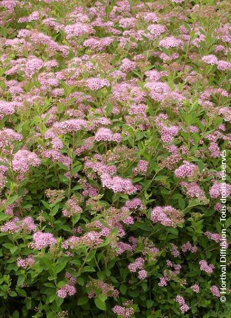 © Hortival Diffusion - Tous droits réservés