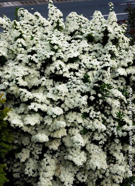 © Hortival Diffusion - Tous droits réservés