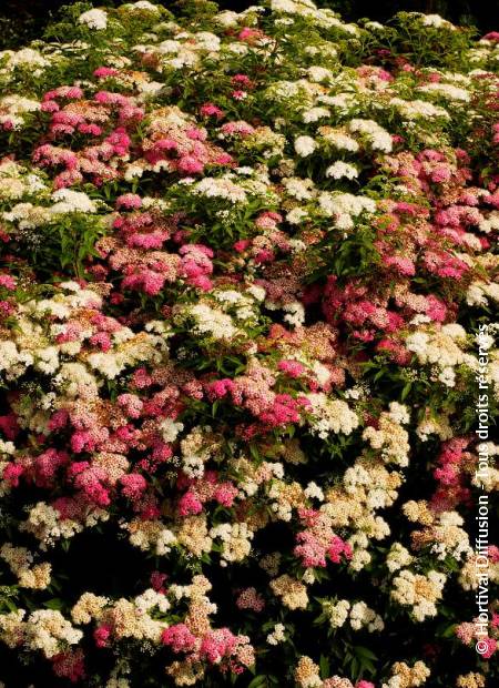 © Hortival Diffusion - Tous droits réservés