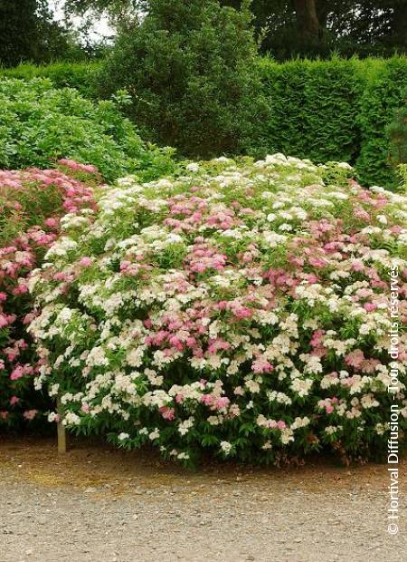 © Hortival Diffusion - Tous droits réservés