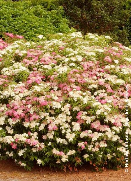 © Hortival Diffusion - Tous droits réservés