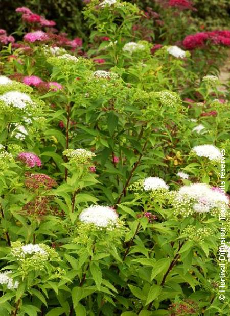 © Hortival Diffusion - Tous droits réservés