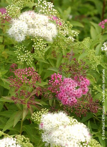 © Hortival Diffusion - Tous droits réservés