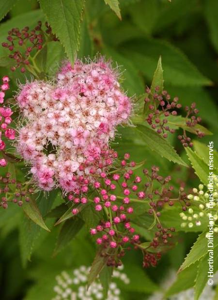 © Hortival Diffusion - Tous droits réservés