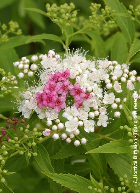 © Hortival Diffusion - Tous droits réservés