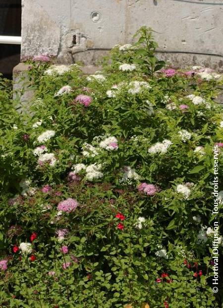 © Hortival Diffusion - Tous droits réservés