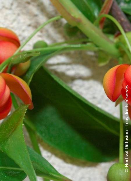 © Hortival Diffusion - Tous droits réservés
