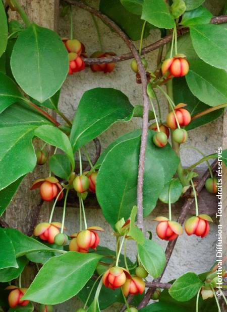 SCHISANDRA rubriflora | Minier Solution Pro