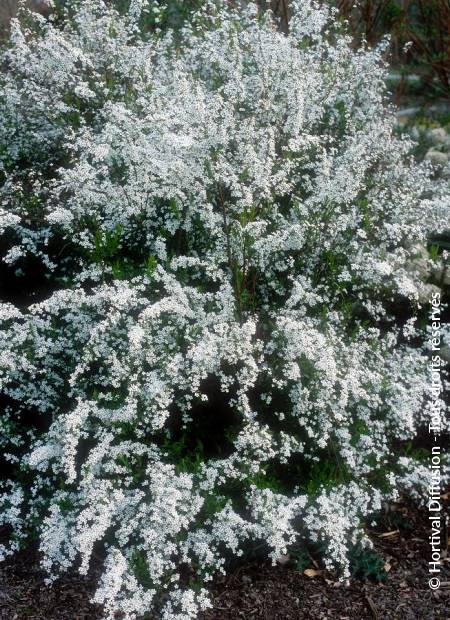 © Hortival Diffusion - Tous droits réservés