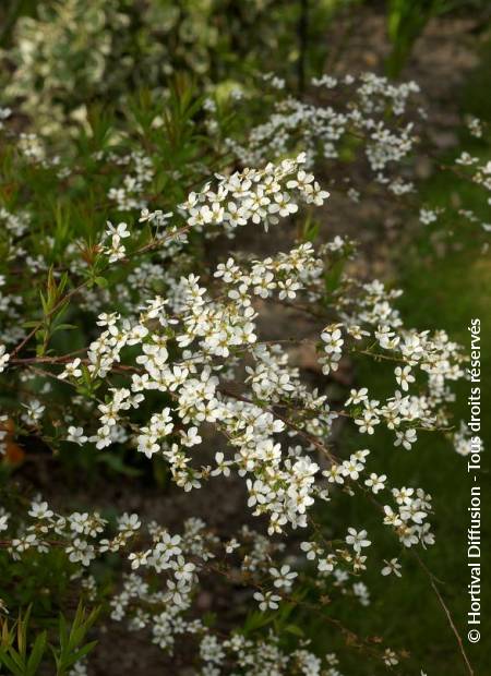 © Hortival Diffusion - Tous droits réservés