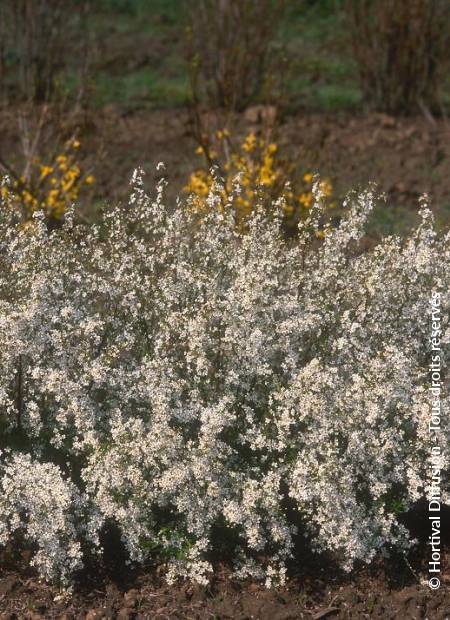 © Hortival Diffusion - Tous droits réservés