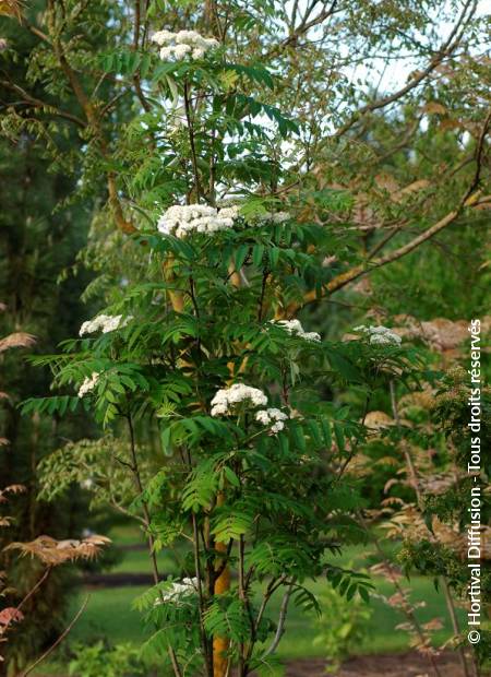 © Hortival Diffusion - Tous droits réservés