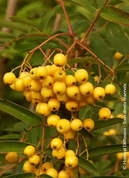 © Hortival Diffusion - Tous droits réservés