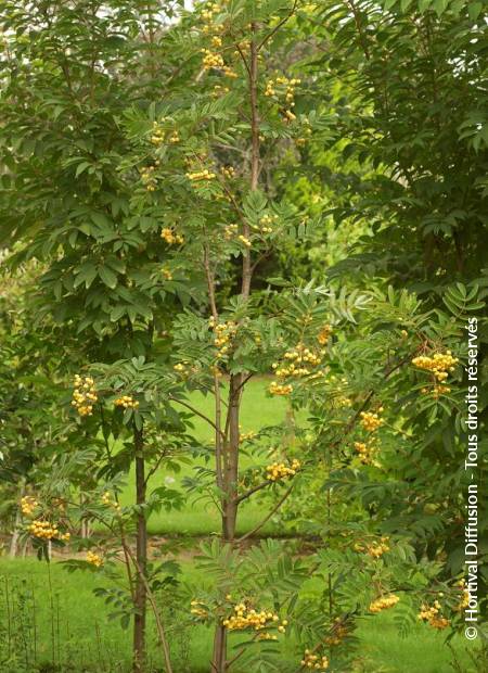 © Hortival Diffusion - Tous droits réservés