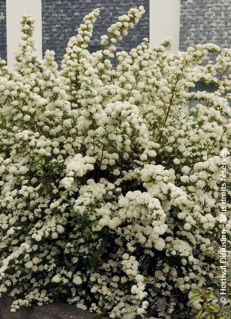 © Hortival Diffusion - Tous droits réservés