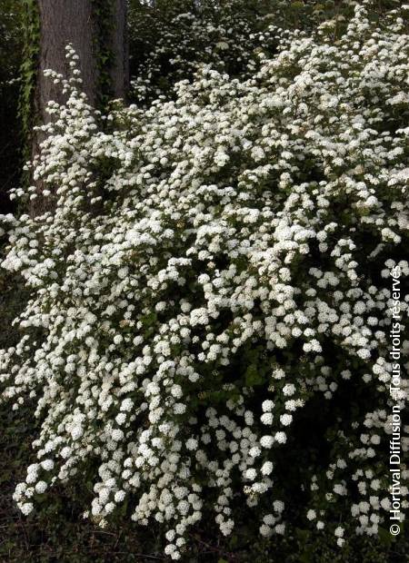 © Hortival Diffusion - Tous droits réservés