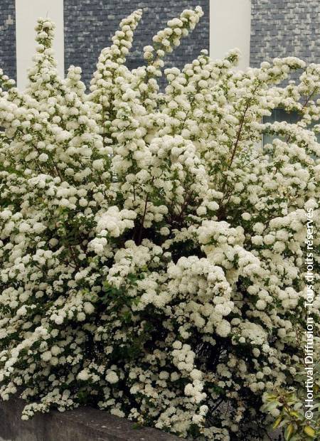 © Hortival Diffusion - Tous droits réservés