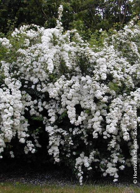 © Hortival Diffusion - Tous droits réservés