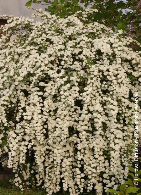 © Hortival Diffusion - Tous droits réservés