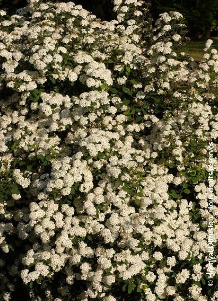 © Hortival Diffusion - Tous droits réservés