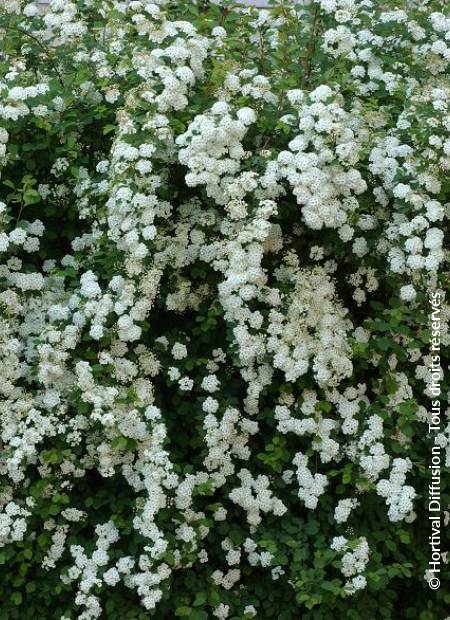 © Hortival Diffusion - Tous droits réservés