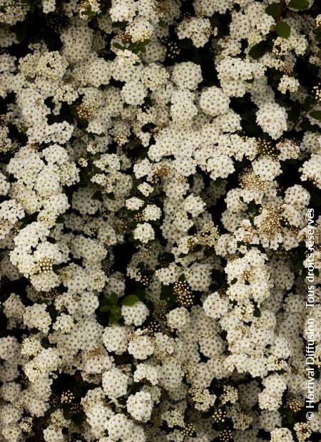 © Hortival Diffusion - Tous droits réservés