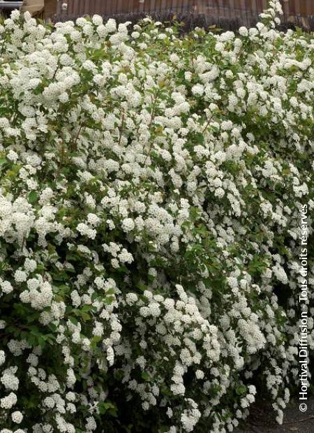 © Hortival Diffusion - Tous droits réservés