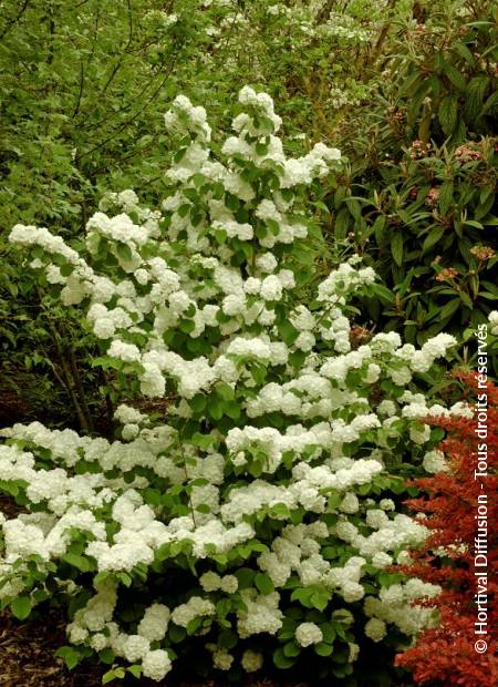 © Hortival Diffusion - Tous droits réservés