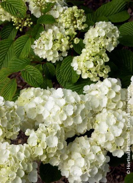 © Hortival Diffusion - Tous droits réservés