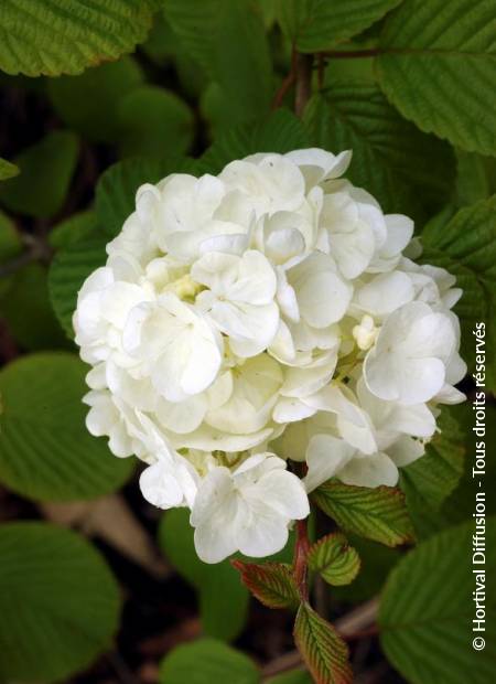 © Hortival Diffusion - Tous droits réservés