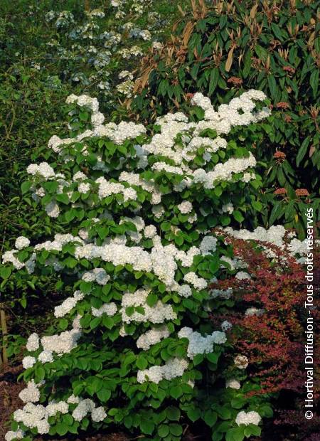 © Hortival Diffusion - Tous droits réservés