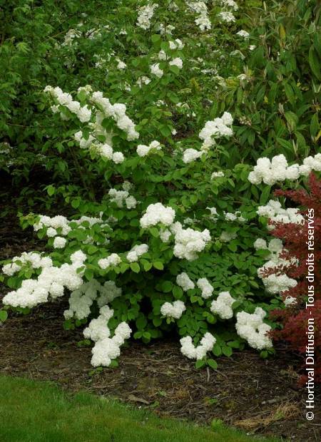 © Hortival Diffusion - Tous droits réservés