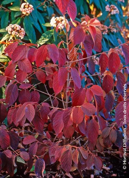 © Hortival Diffusion - Tous droits réservés