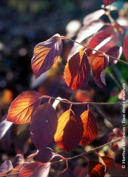 © Hortival Diffusion - Tous droits réservés