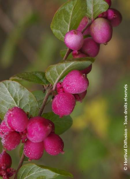 © Hortival Diffusion - Tous droits réservés