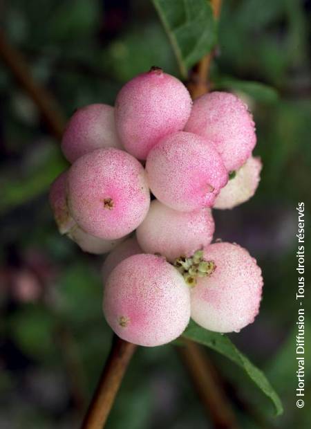 © Hortival Diffusion - Tous droits réservés