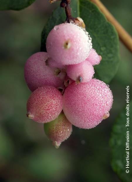 © Hortival Diffusion - Tous droits réservés