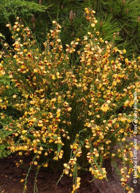 © Hortival Diffusion - Tous droits réservés