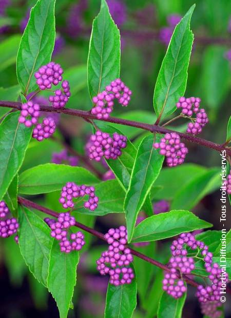 © Hortival Diffusion - Tous droits réservés