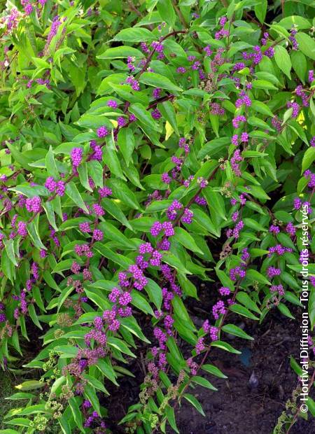 © Hortival Diffusion - Tous droits réservés