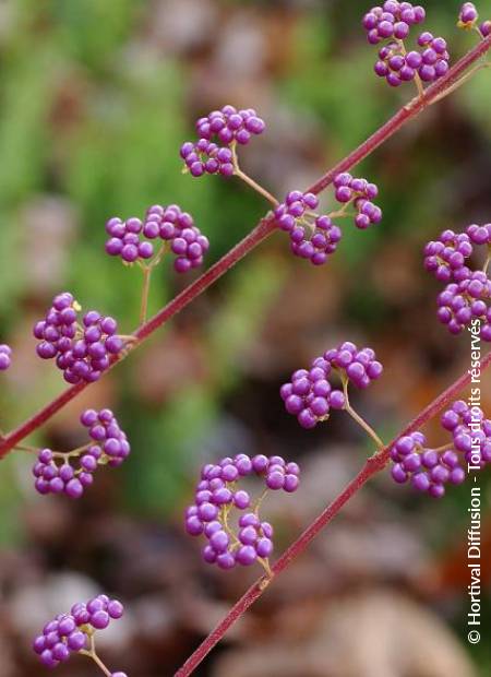 © Hortival Diffusion - Tous droits réservés