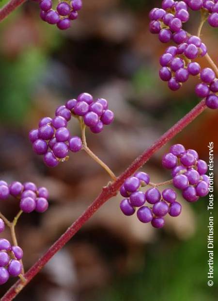 © Hortival Diffusion - Tous droits réservés