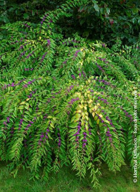 © Hortival Diffusion - Tous droits réservés