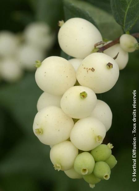 © Hortival Diffusion - Tous droits réservés