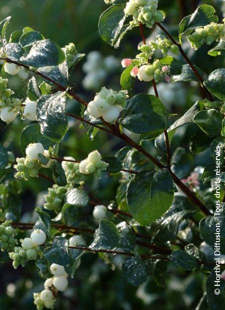 © Hortival Diffusion - Tous droits réservés